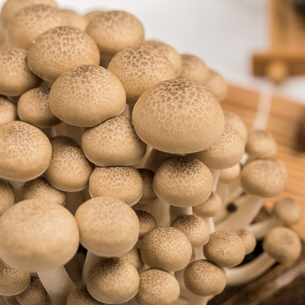 High-Quality Shimeji Mushrooms - Fresh Brown and White Varieties