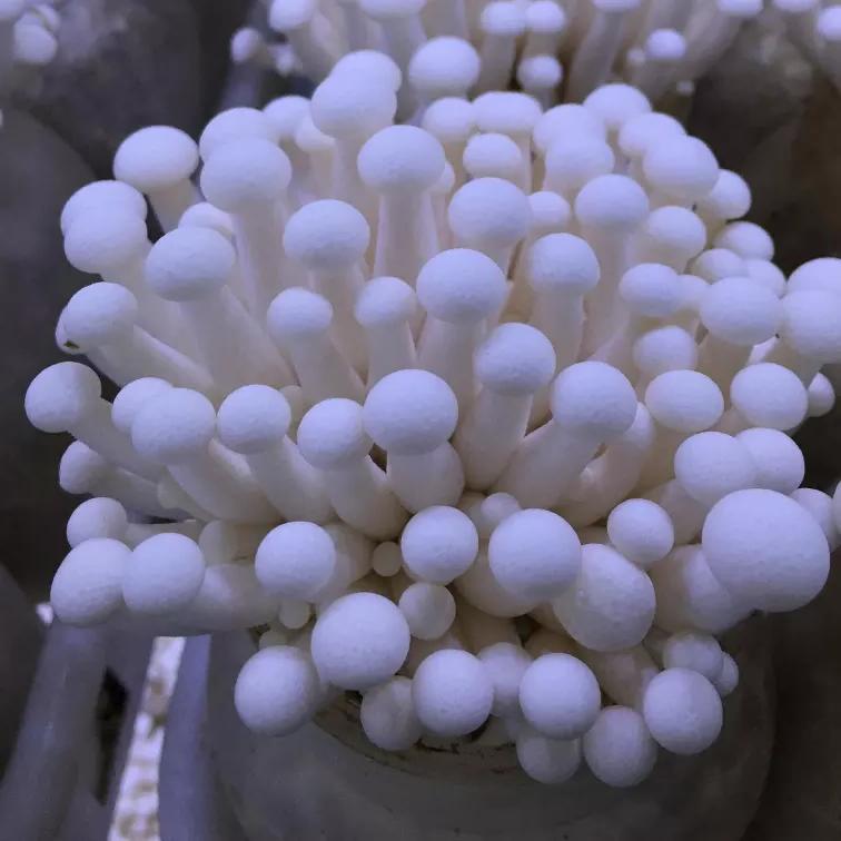 The enoki mushrooms are harvested as they come down the conveyor belt