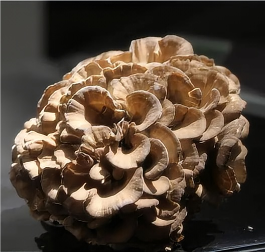 Factory of maitake mushrooms from China