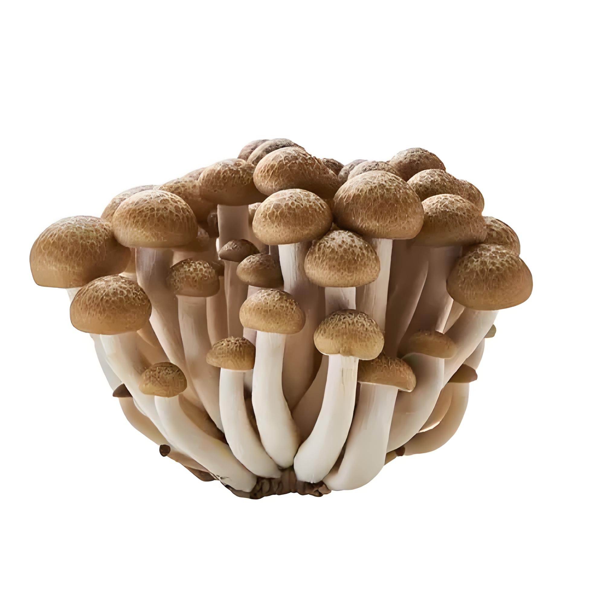 Shimeji Mushrooms Supplier from China | FreshLand | High-Quality Long Shelf-Life Mushrooms