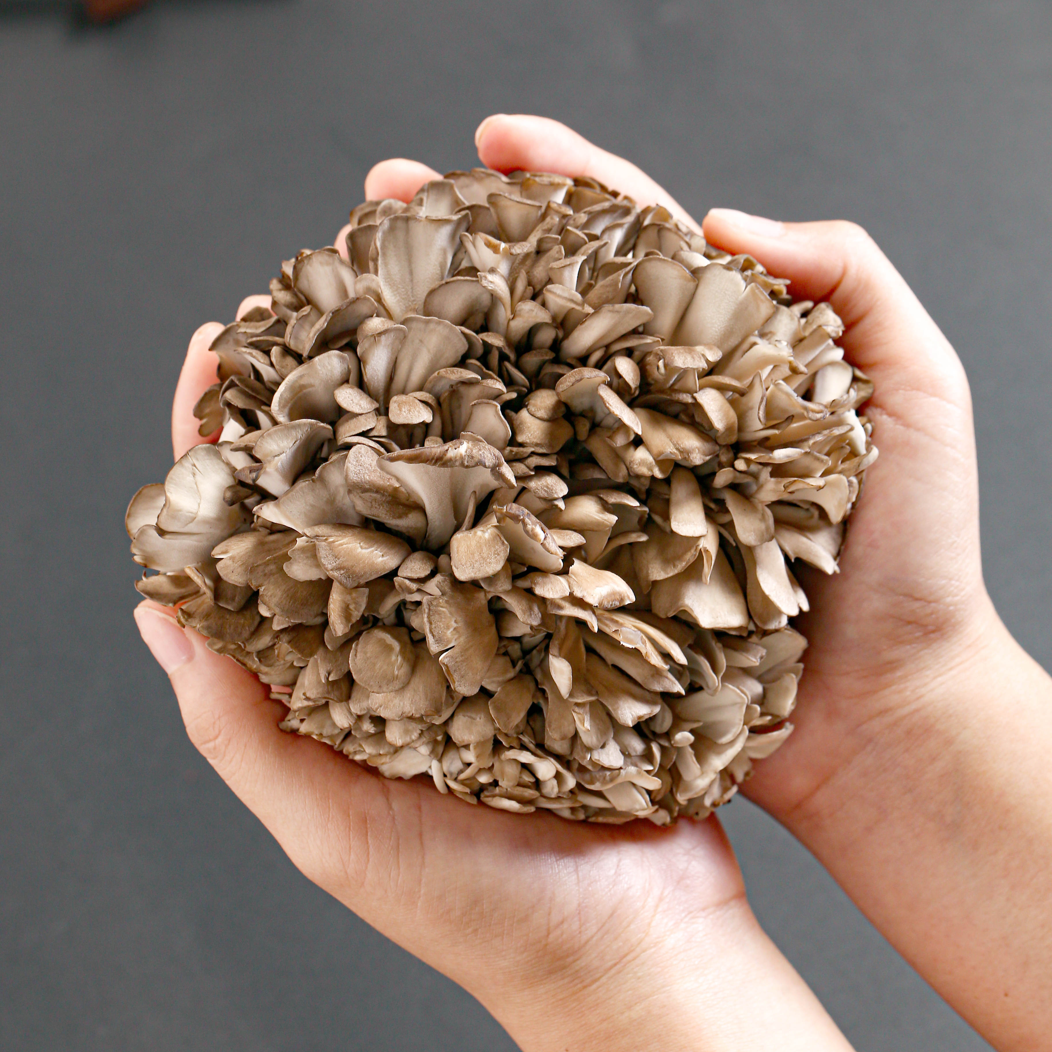 Premium Maitake Mushrooms | Leading Organic Maitake Supplier from China