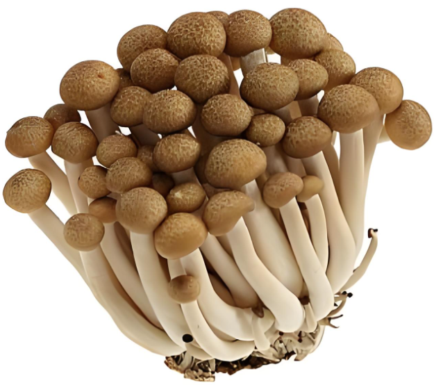 PureHarvest White Shimeji: Premium Organic Mushrooms from China