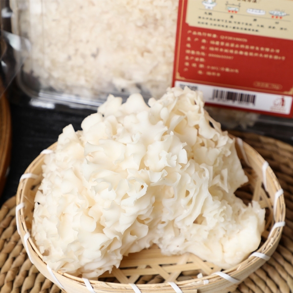 Fresh Sparassis Crispa (Cauliflower Fungus) – Medicinal & Culinary Benefits