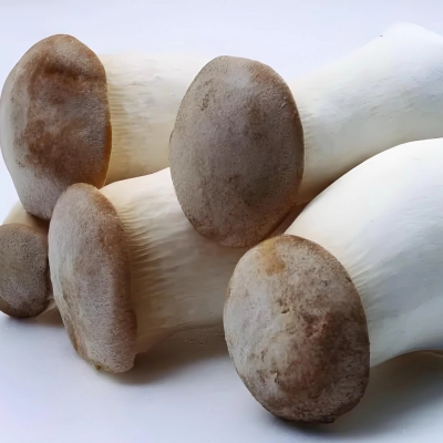 Bottle-Cultivated King Oyster Mushrooms | Eryngii Mushroom Supplier in China