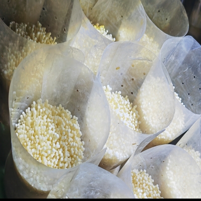 Healthy and high quality Chinese enoki mushroom factory (Flammulina velutipes)