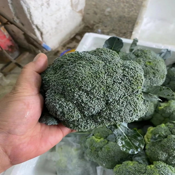 Organic Fresh Broccoli