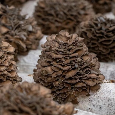 China’s Premium Maitake Mushrooms: A Nutrient-Rich Ingredient with Global Appeal