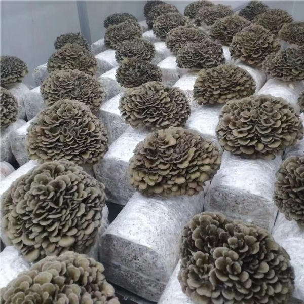 Leading Maitake Mushroom Supplier from China: Fresh Quality and Reliable Partnerships