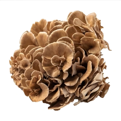 Leading Maitake Mushroom Supplier from China: Fresh Quality and Reliable Partnerships