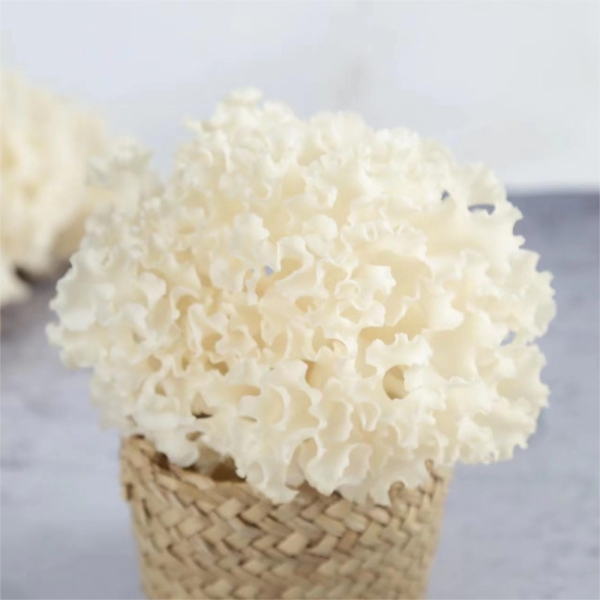 Fresh Sparassis Crispa (Cauliflower Fungus) – Medicinal & Culinary Benefits