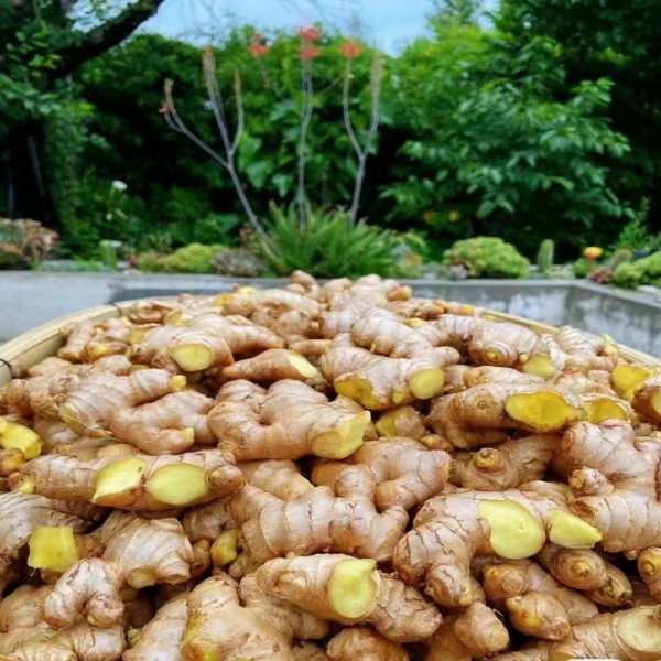 China Fresh Ginger