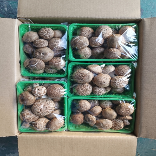 Premium Fresh Shiitake Mushrooms – Nutritious and Flavorful from China