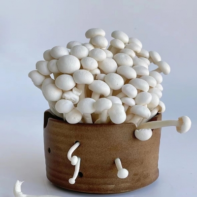 Premium Shimeji Mushrooms - Fresh, Nutrient-Rich & Versatile Ingredients for Your Kitchen