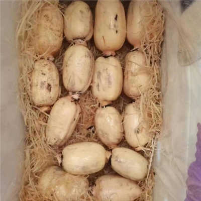 Fresh Lotus Root-Vegetables-FreshLand China