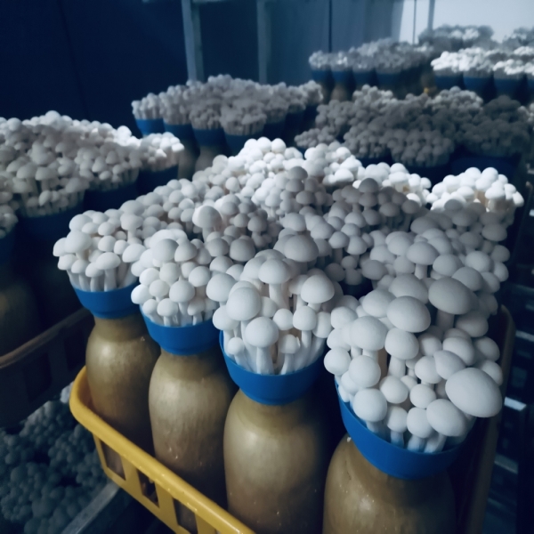 Fresh White Shimeji Mushrooms In Punnet: A Taste of Pure Elegance