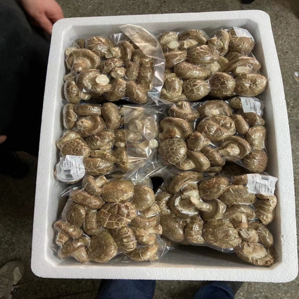 Premium Fresh Shiitake Mushrooms – Nutritious and Flavorful from China