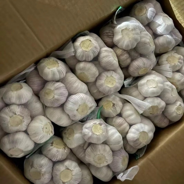 High Quality Fresh Garlic From China