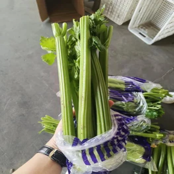 Fresh China Vegetables Nutritious Fresh Green  Celery