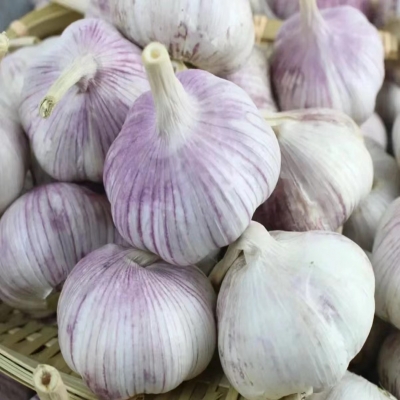 High Quality Fresh Garlic From China