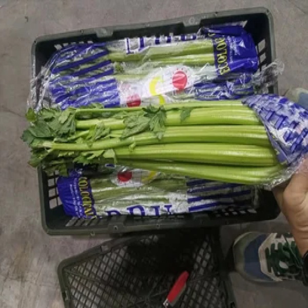 Fresh China Vegetables Nutritious Fresh Green  Celery